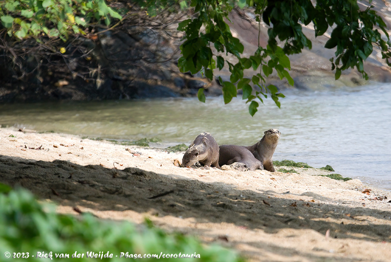 Smooth-Coated Otter<br><i>Lutrogale perspicillata perspicillata</i>