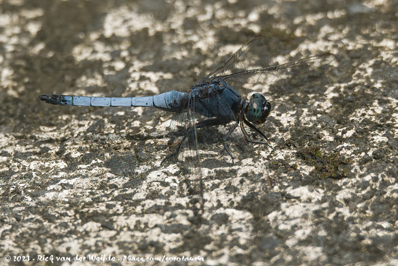 Blue Marsh Hawk<br><i>Orthetrum glaucum</i>