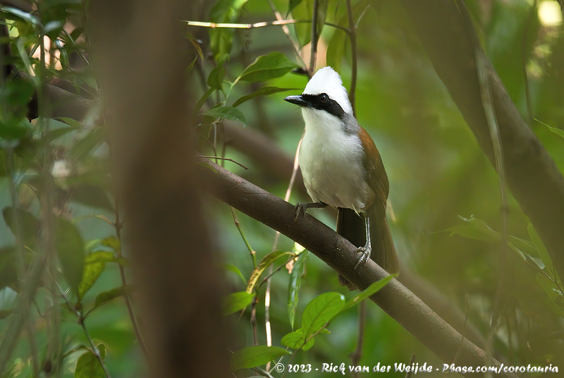 White-Crested Laughingthrush<br><i>Garrulax leucolophus ssp.</i>