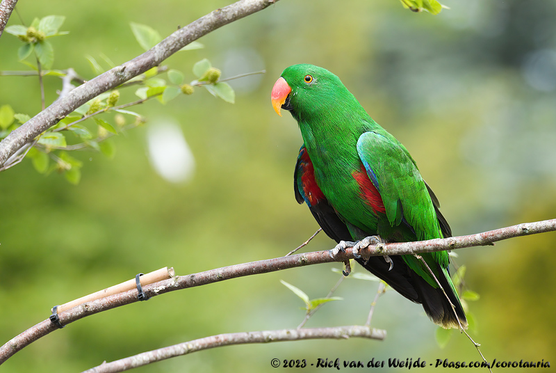 Moluccan Eclectus<br><i>Eclectus roratus roratus</i>