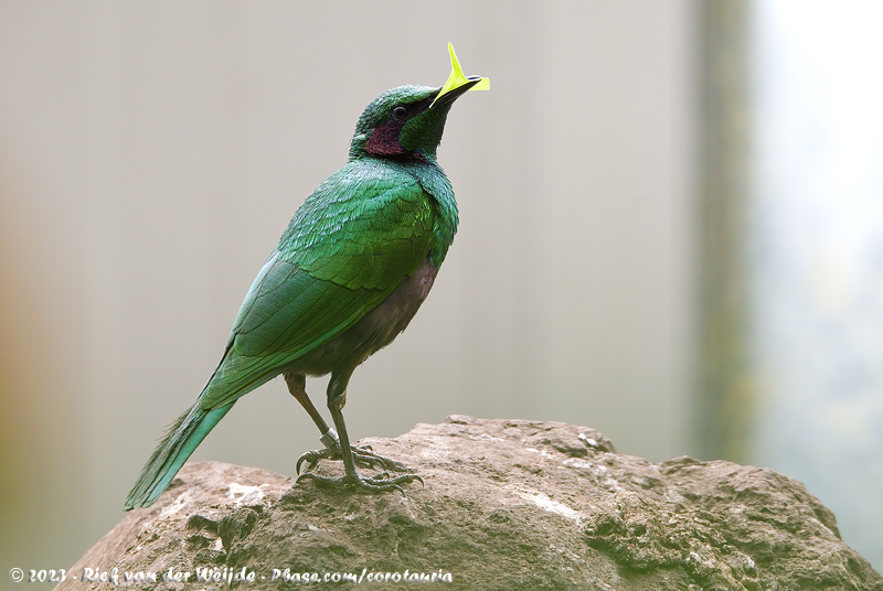 Emerald Starling<br><i>Lamprotornis iris</i>