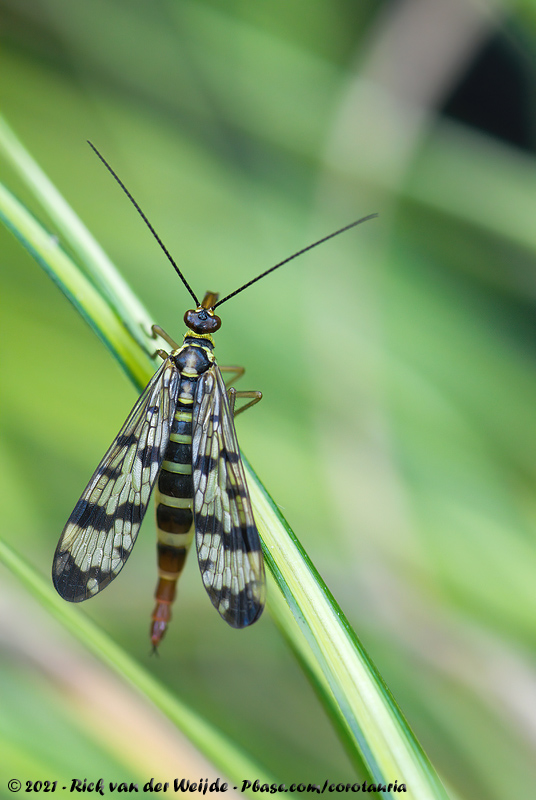 Meadow Scorpionfly<br><i>Panorpa vulgaris</i>