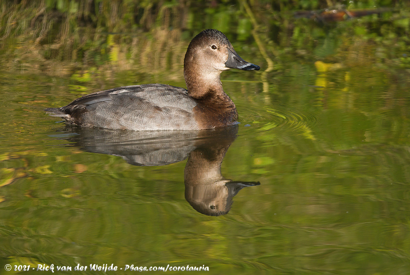 Common Pochard<br><i>Aythya ferina</i>