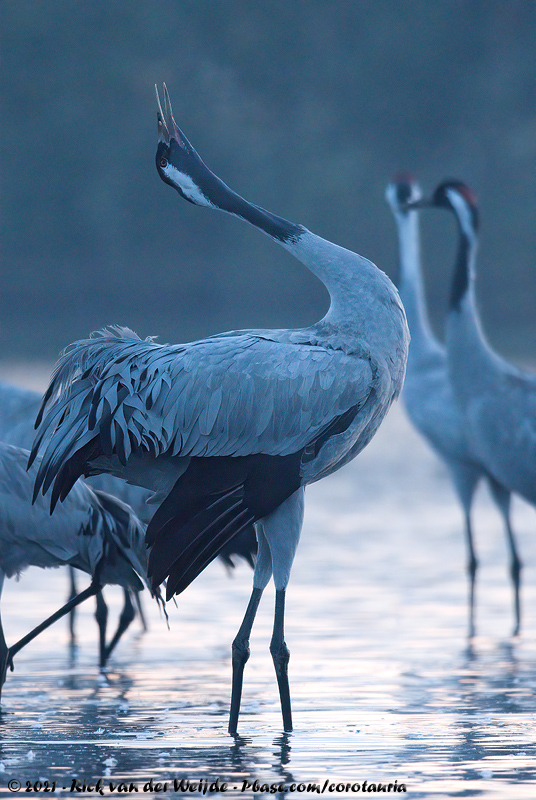 Common Crane<br><i>Grus grus</i>