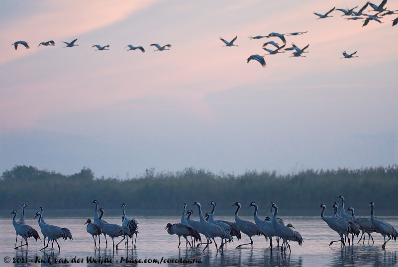 Common Crane<br><i>Grus grus</i>