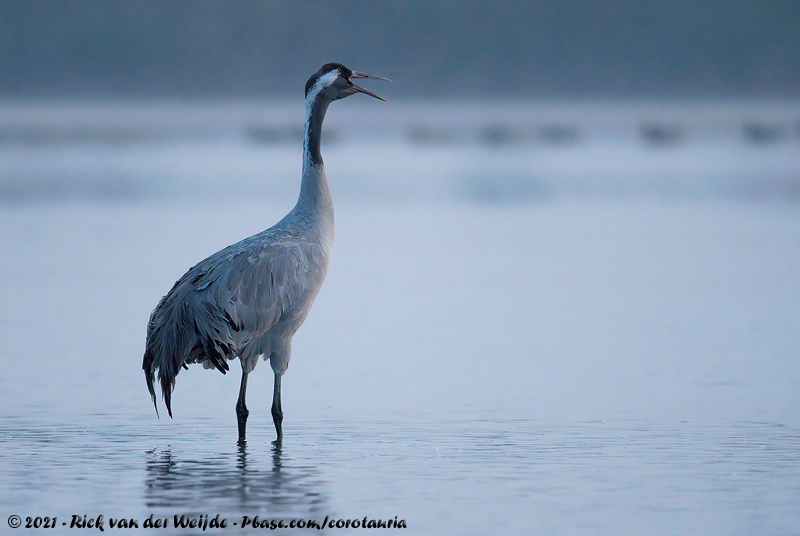 Common Crane<br><i>Grus grus</i>