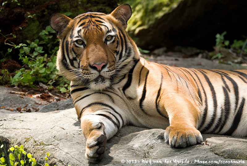 Malayan Tiger<br><i>Panthera tigris jacksoni</i>