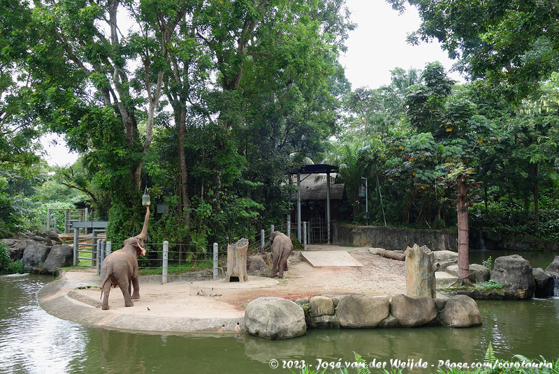 Indian Elephant exhibit