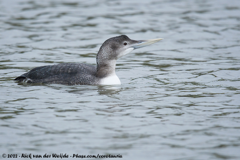 Yellow-Billed Loon<br><i>Gavia adamsii</i>