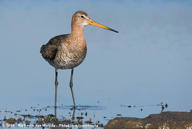 Black-Tailed Godwit<br><i>Limosa limosa limosa</i>