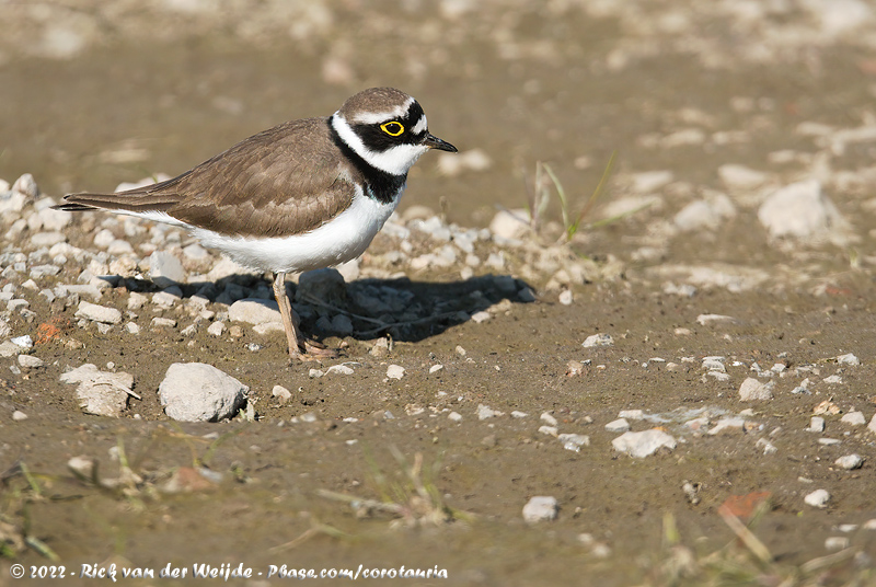 Little Ringed Plover<br><i>Charadrius dubius curonicus</i>