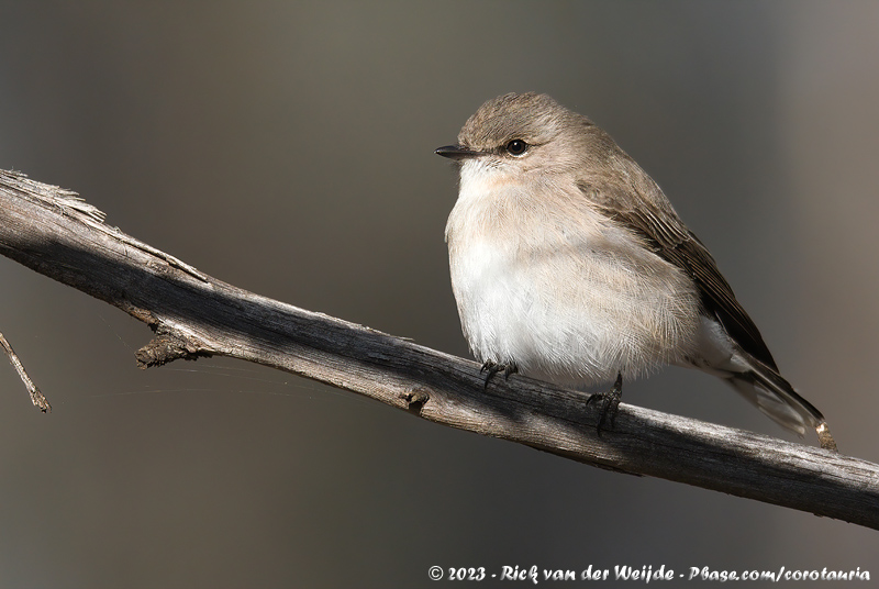 Jacky Winter<br><i>Microeca fascinans assimilis</i>