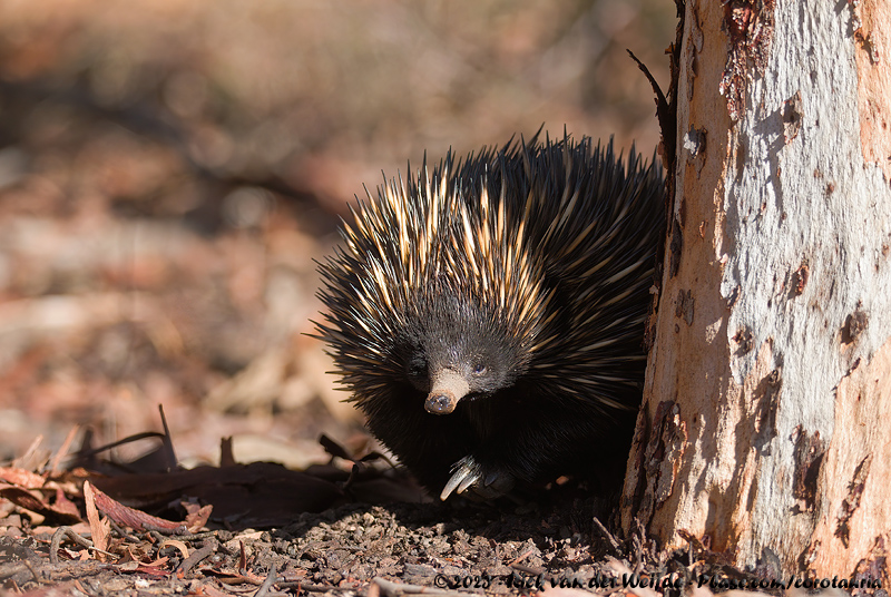 Short-Beaked Echidna<br><i>Tachyglossus aculeatus acanthion</i>