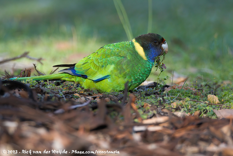 Twenty-Eight Parrot<br><i>Barnardius zonarius semitorquatus</i>