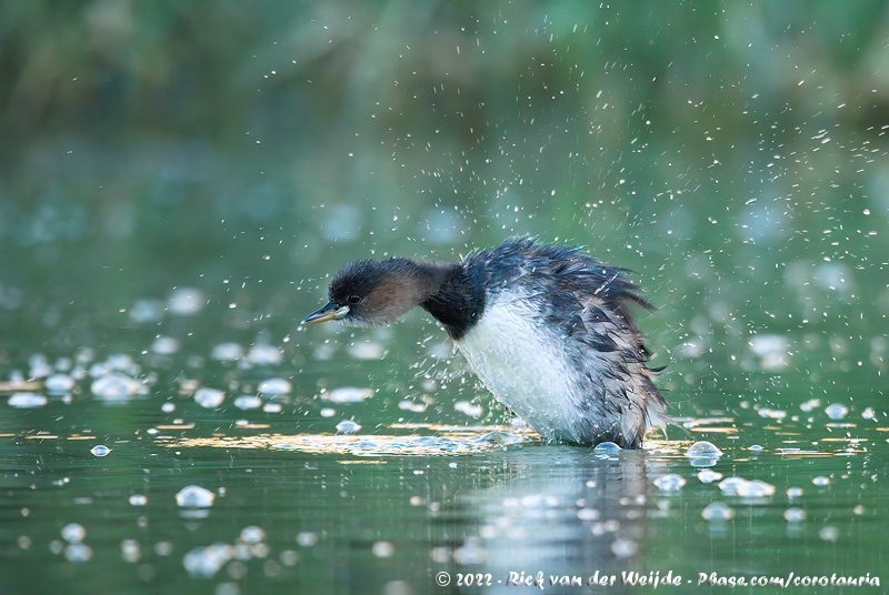 Little Grebe<br><i>Tachybaptus ruficollis capensis</i>