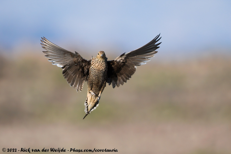 Namaqua Sandgrouse<br><i>Pterocles namaqua</i>