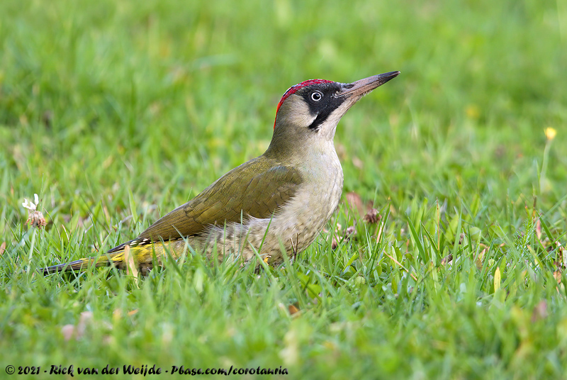 European Green Woodpecker<br><i>Picus viridis viridis</i>