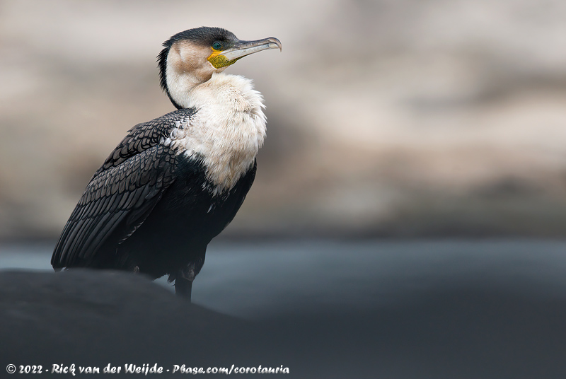 White-Breasted Cormorant<br><i>Phalacrocorax carbo lucidus</i>
