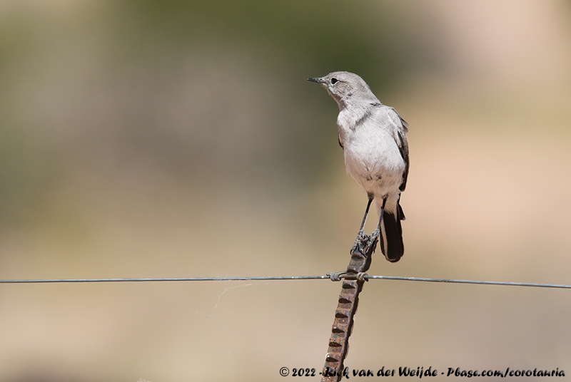 Karoo Chat<br><i>Emarginata schlegelii namaquensis</i>