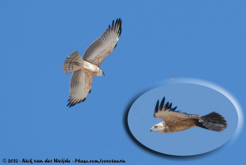 Black-Chested Snake Eagle<br><i>Circaetus pectoralis</i>