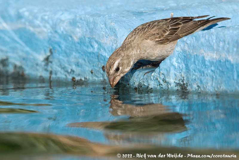 White-Throated Canary<br><i>Crithagra albogularis sordahlae</i>