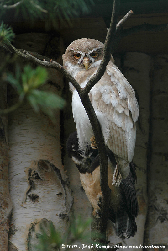 Spectacled Owl<br><i>Pulsatrix perspicillata ssp.</i>