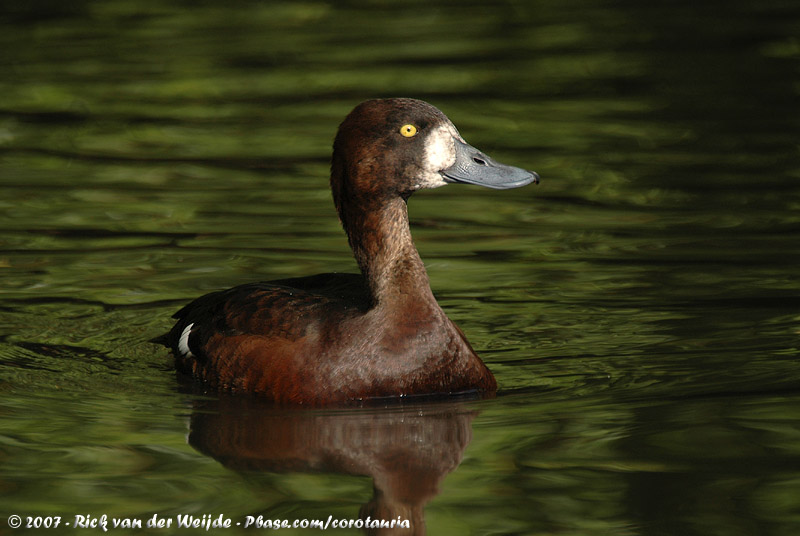 Greater Scaup<br><i>Aythya marila marila</i>