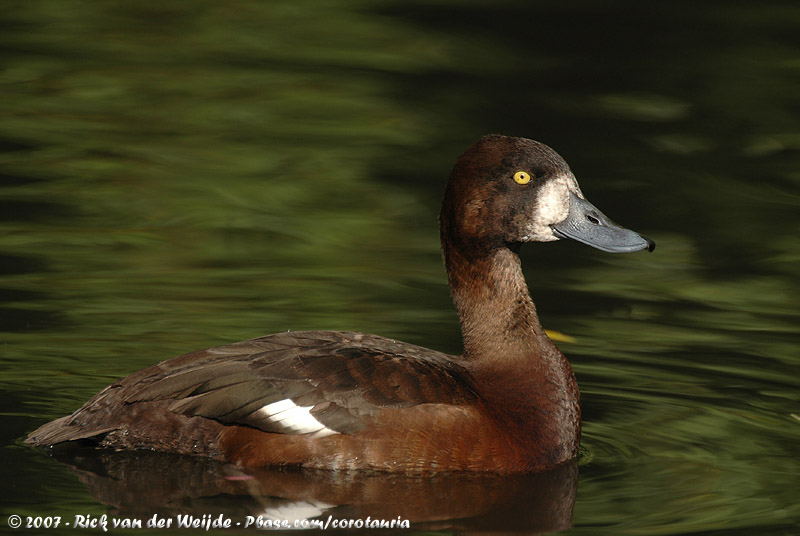 Greater Scaup<br><i>Aythya marila marila</i>