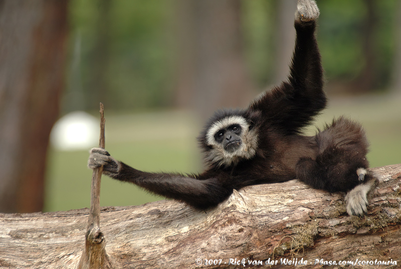 Lar Gibbon<br><i>Hylobates lar ssp.</i>