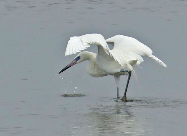 Reddish Egret