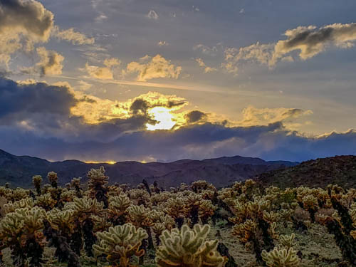 Cholla Garden in Joshua Tree Ntl Park  