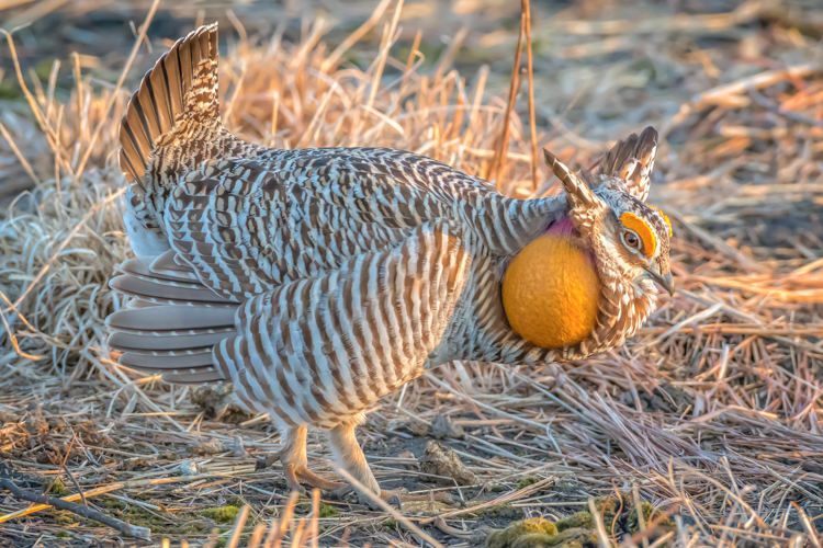 Lesser Prairie Chicken