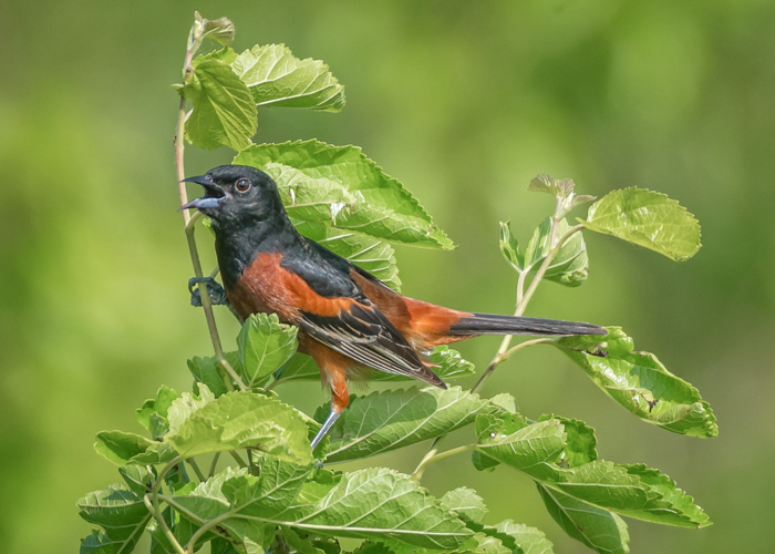 Orchard Oriole