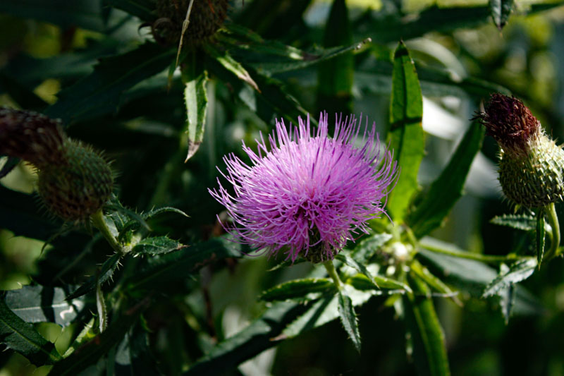 Russian Thistle - 50mm Carol Martin