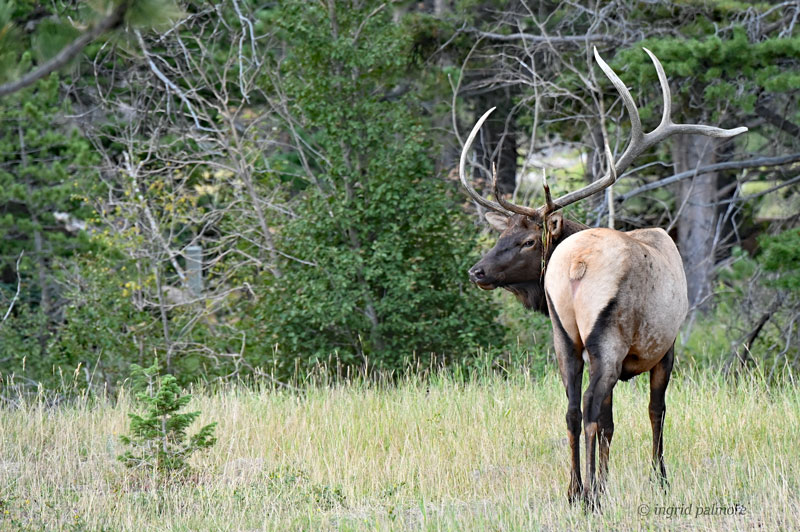 Big Elk