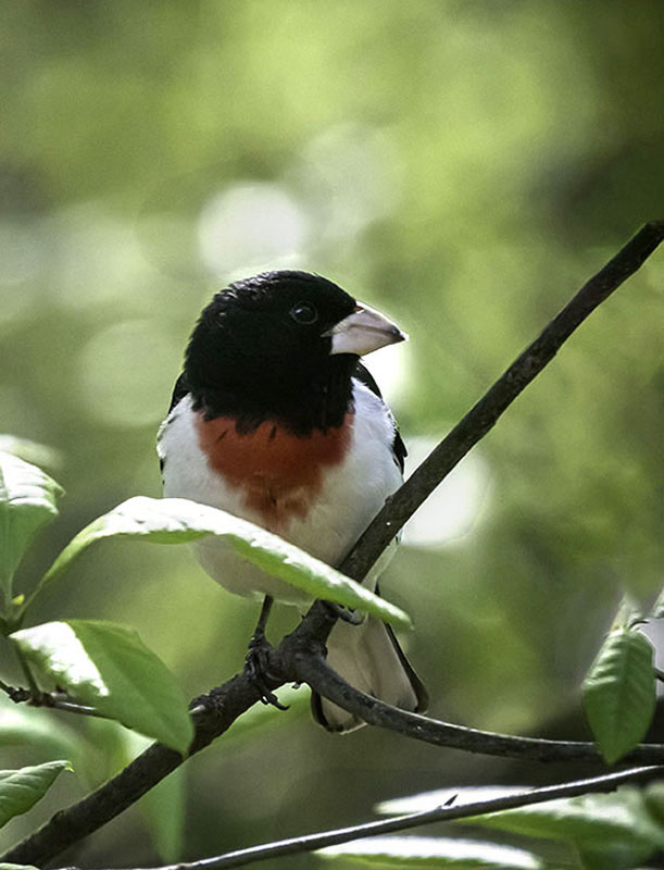 Grosbeak Color