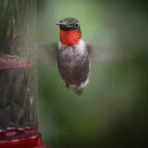 Morning Visitor