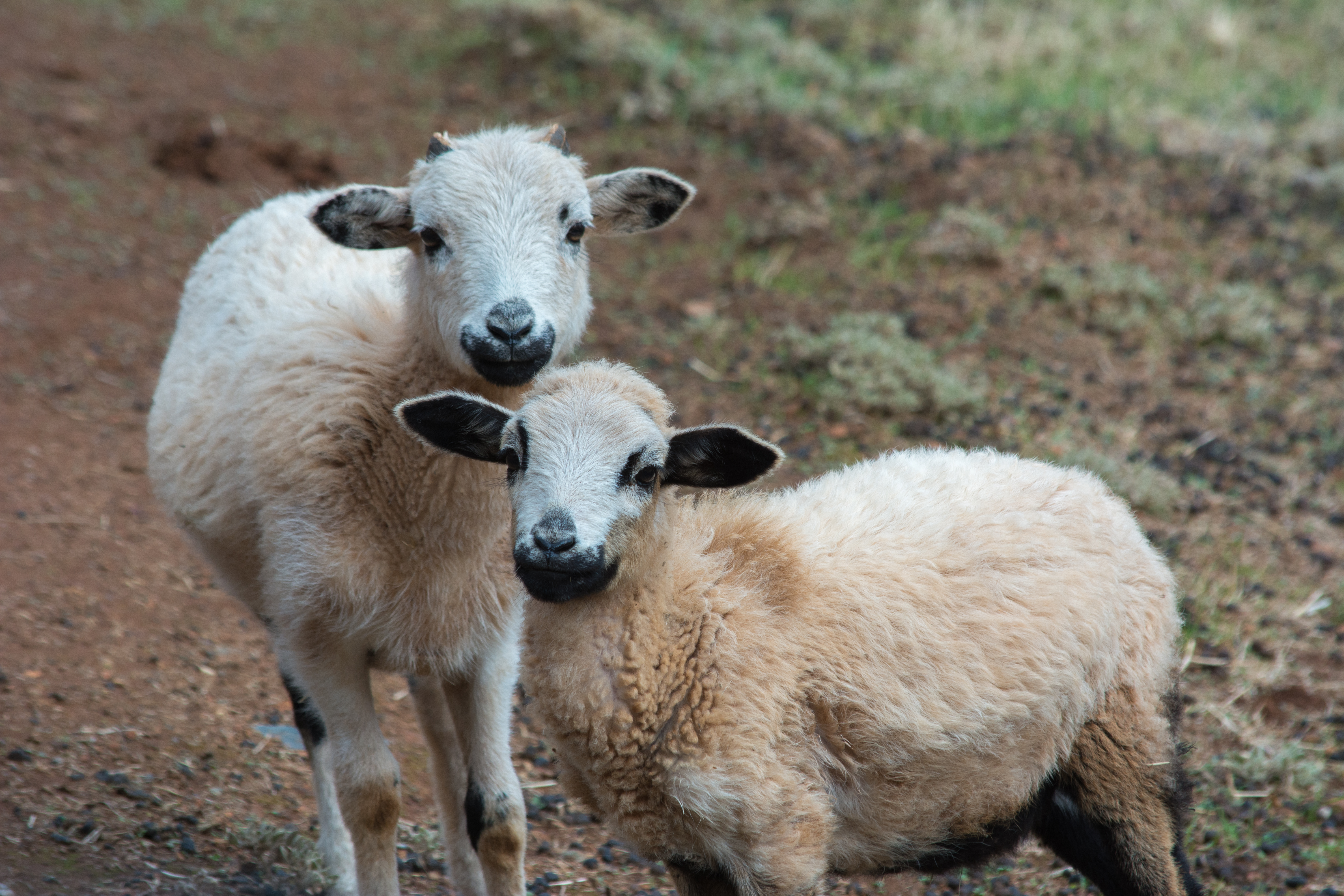 Little Lambs