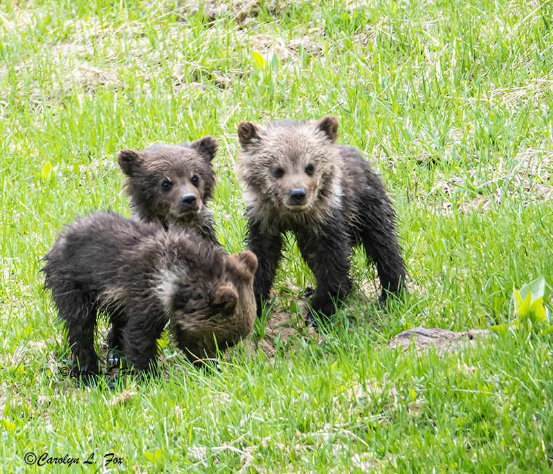 Obsidian Triplets