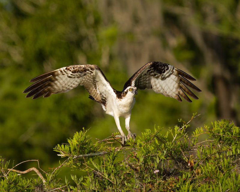 osprey