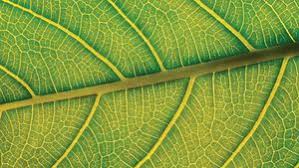 2024 June - Leaves
