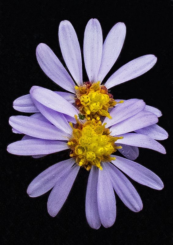 Aster