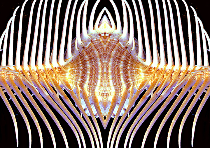 Murex-pectin - Mirror Image Blend