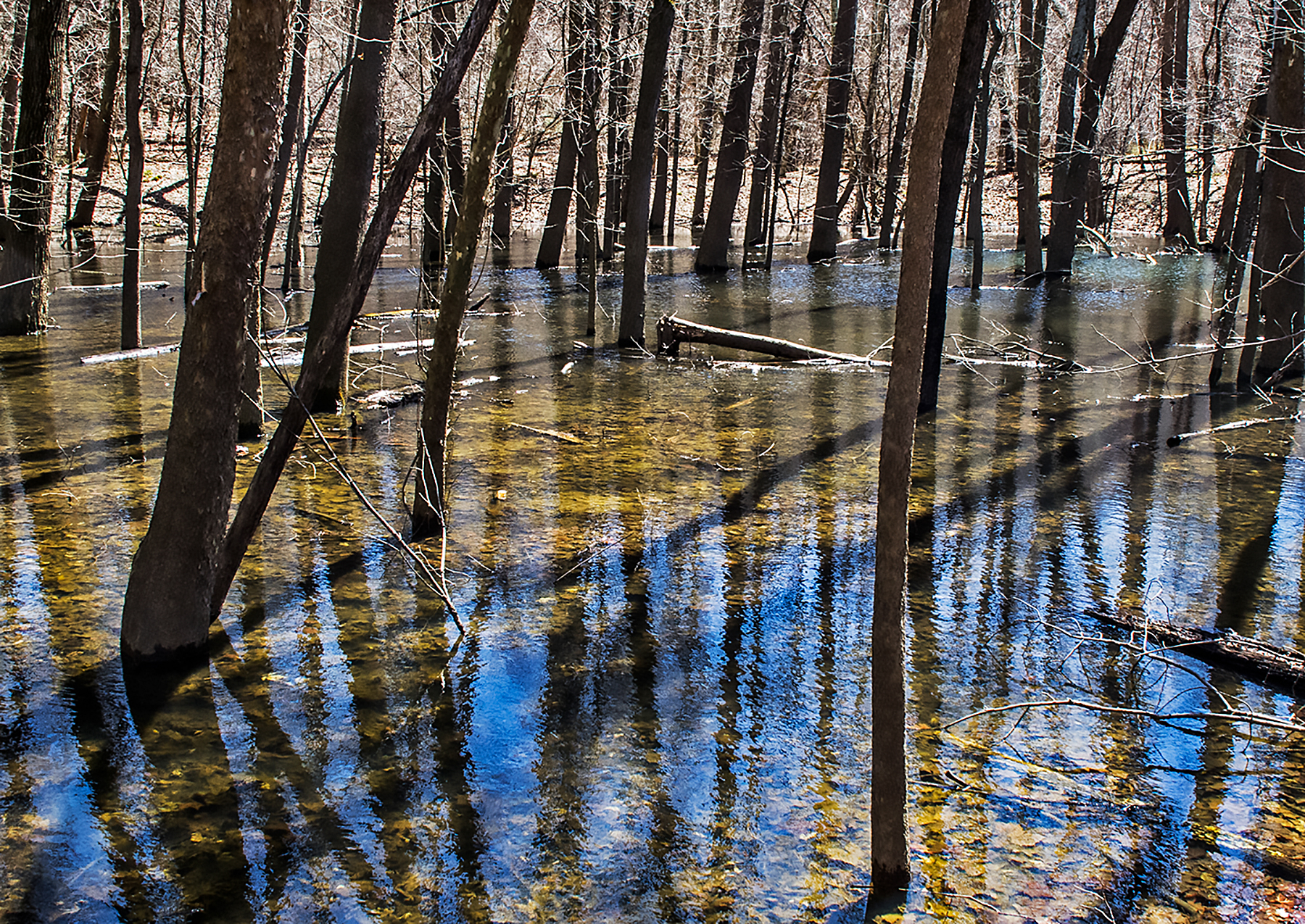 Flooded-Lowland-Woods---8