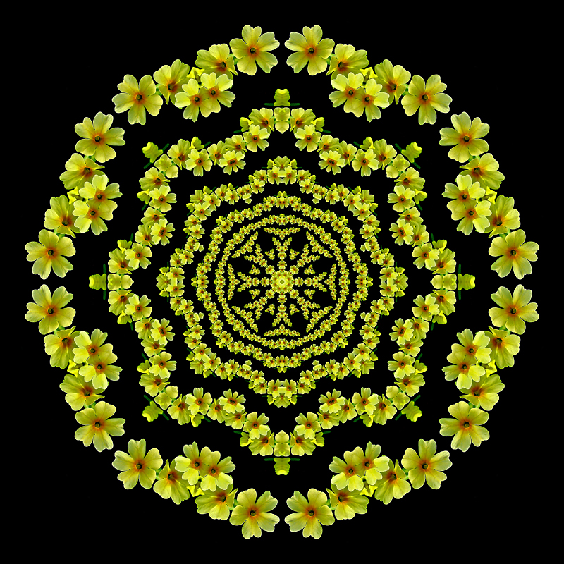 Evolved kaleidoscope with a wild flower of the forest. Primula Vera.