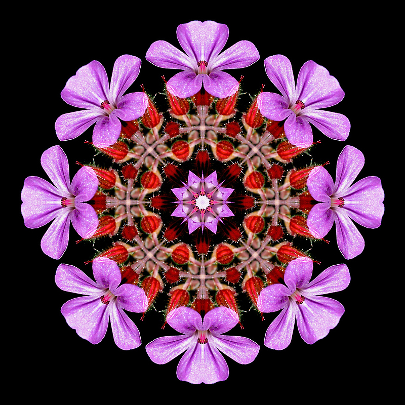 Kaleidoscopic picture created with a small wild flower seen in the forest