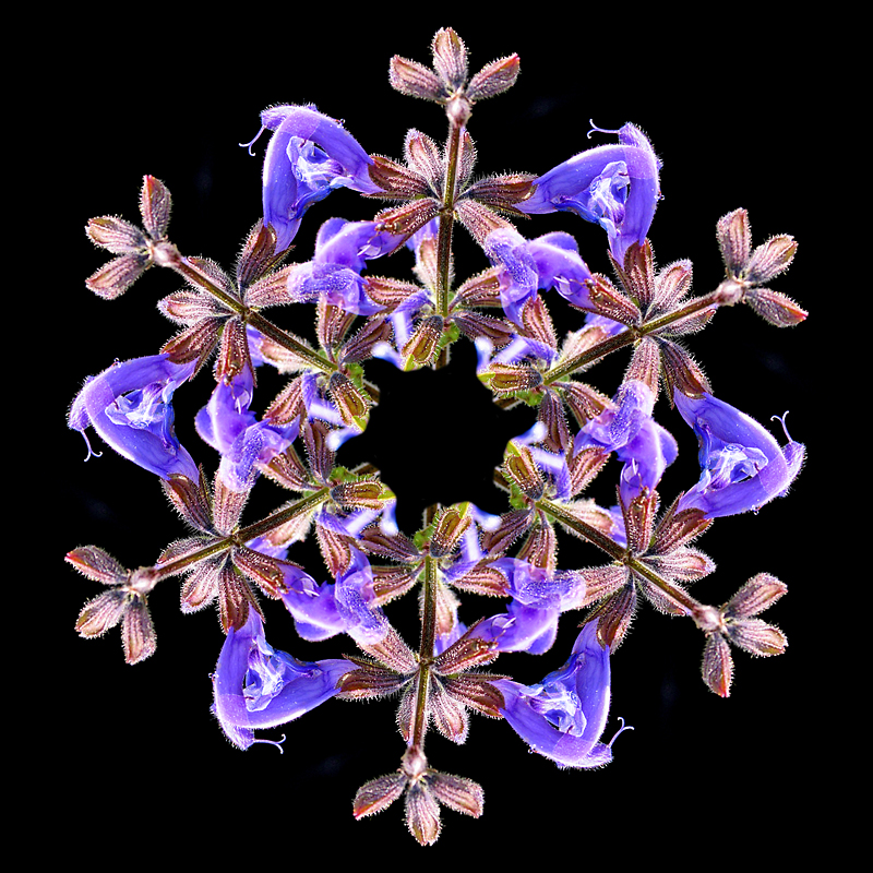 Arrangement with six copies of a wild salvia flower