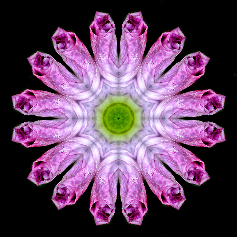 Kaleidoscope created with a flower in June