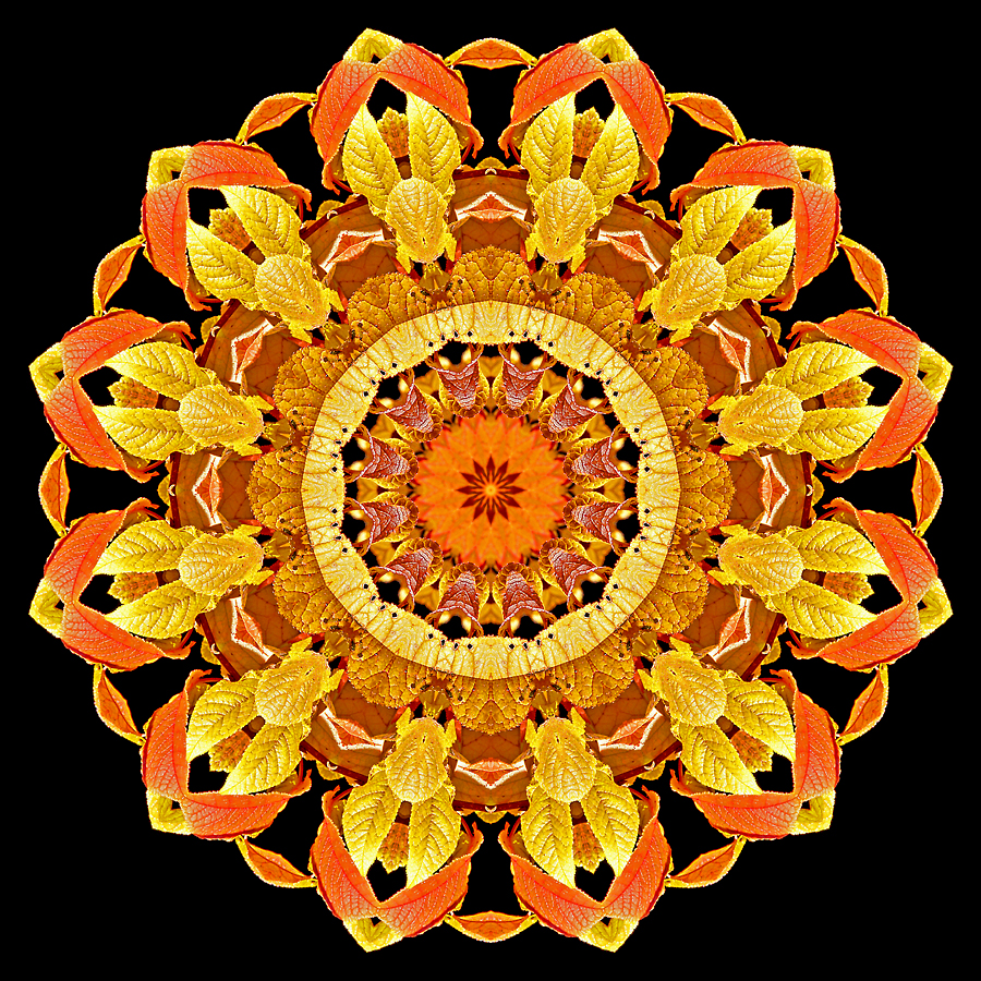 Kaleidoscope created with autumn leaves seen in October