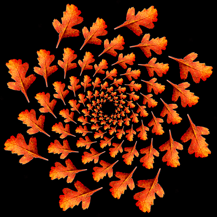 Spiral arrangement created with a small autumn leaf in October